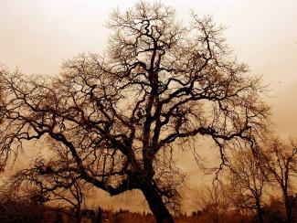 leafless tree