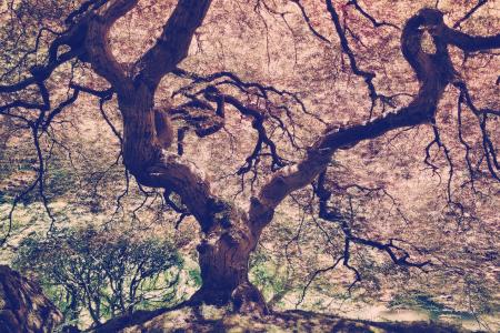 A large tree in autumn.